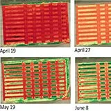 thumbnail for publication: Variable Rate Technology and Its Application in Precision Agriculture